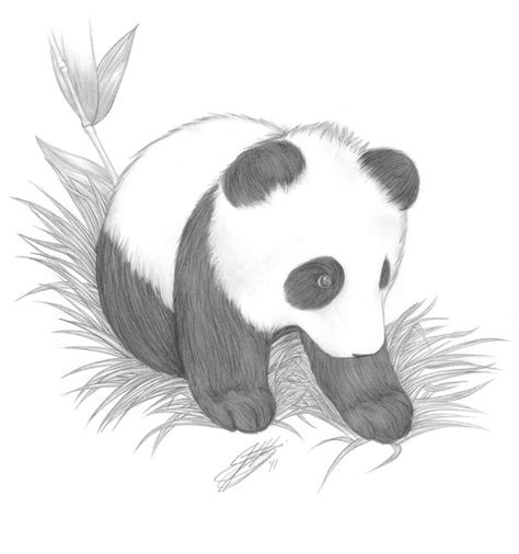 Drawings Of Cute Baby Pandas Picture Baby Panda Drawing Fun ... | Pandas | Pinterest | Babies ...