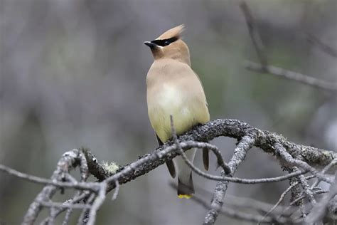 Cedar Waxwing | Avianbird