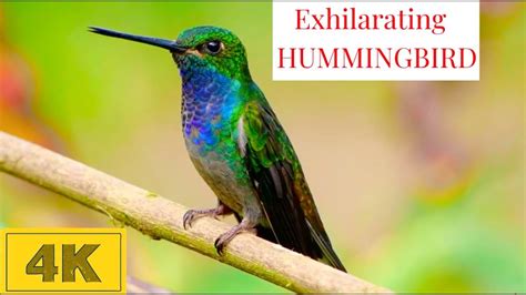 Slow Motion Hummingbird flying - YouTube