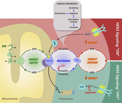 HER2 Signaling Hijacks the Creatine Shuttle to Fuel Breast Cancer Cell Growth: Cell Metabolism