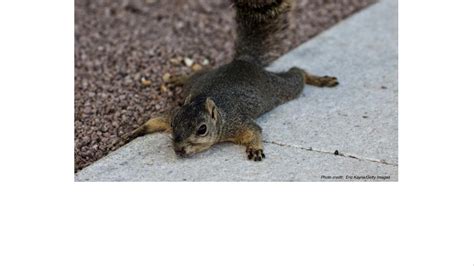 squirrel-splooting. - Life Sciences