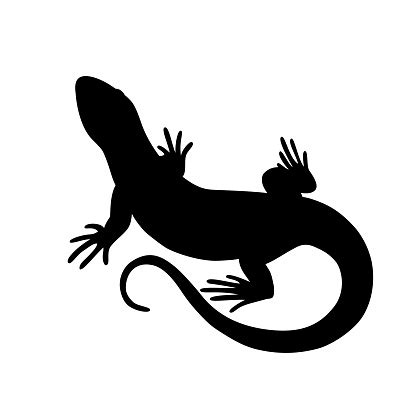 Black Isolated Silhouette Of Lizard On White Background Stock ...