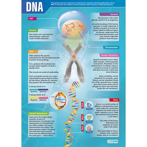 Dna Poster - B8R07273 | Philip Harris