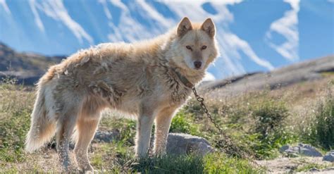 What Kind Of Food Do Greenland Dogs Eat