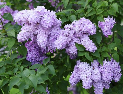 Read This if You Don't Know How to Prune Lilac Bushes the Right Way ...