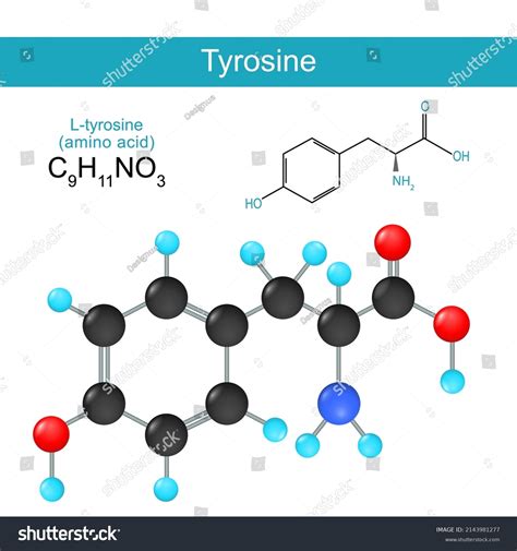 Tyrosine Structural Chemical Formula Ltyrosine Skeletal Stock Vector ...