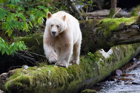 The Kermode Bear: Spirit Bear of British Columbia | The Ark In Space