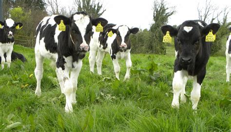 How much can I pay for calves this spring? - Agriland.ie