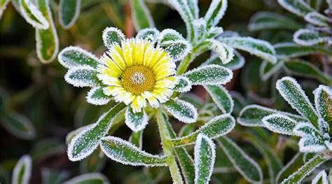 How to Protect Plants from Frosts (And How to Cover Plants for Frost)