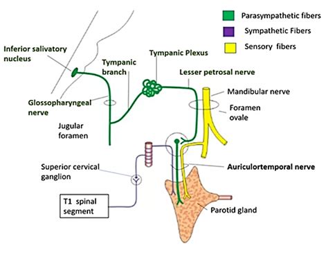 Otic Ganglion – Anatomy QA