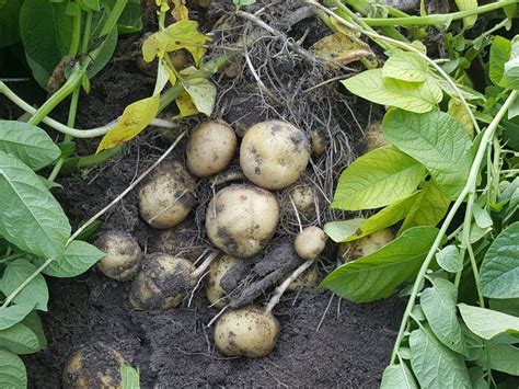 Harvest and Store Your Homegrown Potato Crop