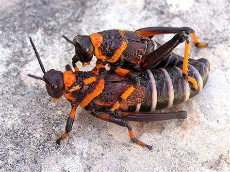 Secretions deter predators : Eastern Lubber Grasshopper - AskNature