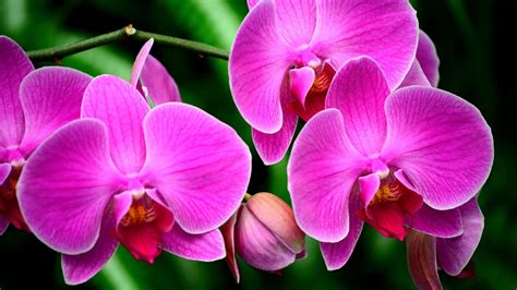 Orchid Computer Wallpapers, Desktop Backgrounds | 3840x2160 | ID:599290