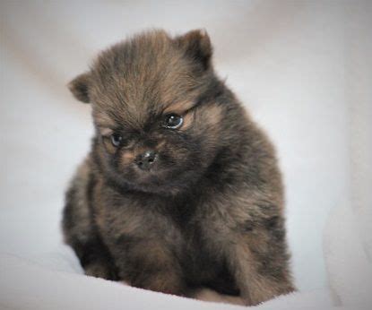 Pomeranian Puppies For Sale In Arkansas - Pets Lovers