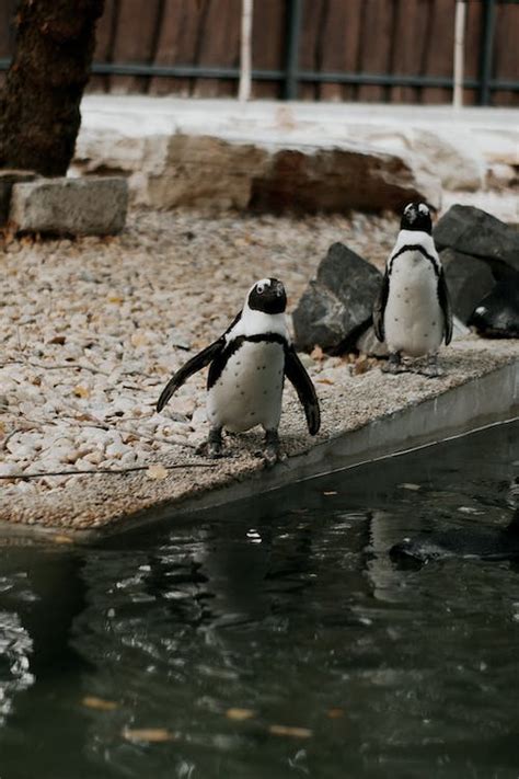 Penguins in Zoo · Free Stock Photo