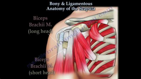 Bony & Ligmentous Anatomy Of The Scapula - Everything You Need To Know ...