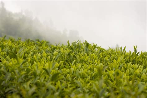 Ilam Tea Garden Farm in Kanyam Illam Stock Image - Image of garden, asia: 263483629