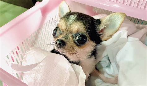 Portrait funny animals of a chihuahua funny dog puppy,Chihuahua are attractive and charming ...