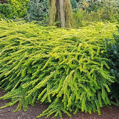 Lonicera nitida Thunderbolt™ ('Golden Glow') (PP26598) from NVK Nurseries