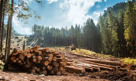 The Top Advantages of the Logging Industry – Germantown News & Shelby ...