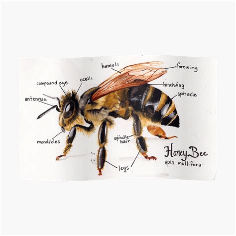 "Honey Bee Anatomy Chart" Poster by imapieceoftoast | Redbubble