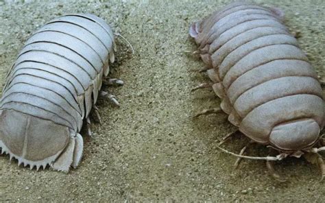 Giant Isopod: History, Facts, Size, Habitat, Classification & Much More ...