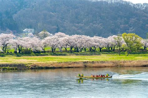 Sightseeing Boats on the Kitakami River. Tenshochi Park in Springtime Sunny Day Morning ...