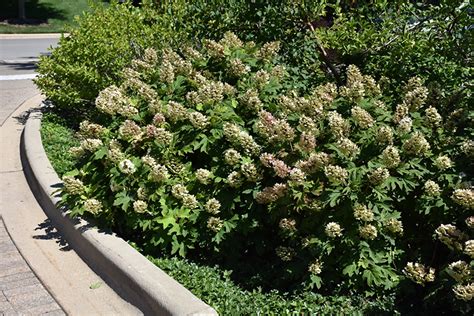 Snow Queen Hydrangea (Hydrangea quercifolia 'Snow Queen') in Issaquah ...