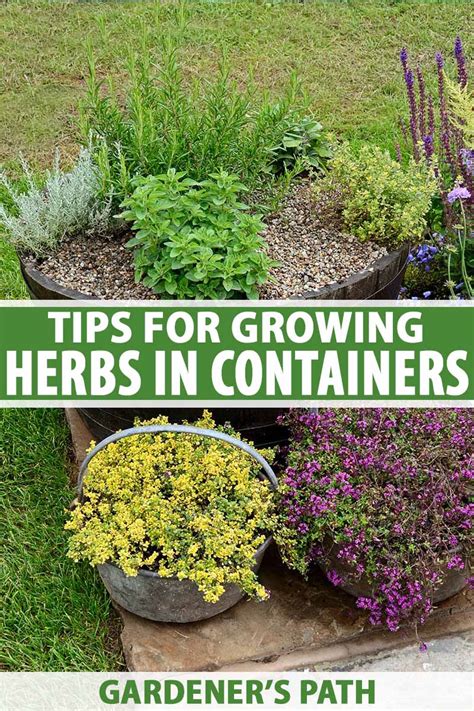 How to Grow Herbs in Containers | Gardener's Path