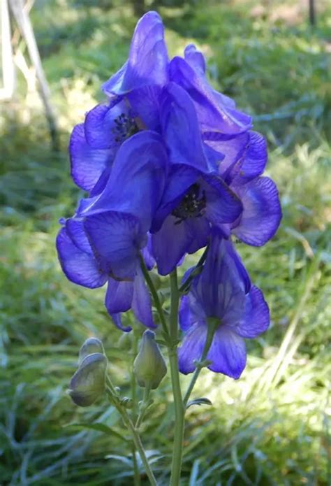 Aconite, Chinese (Aconitum carmichaeli), packet of 50 seeds | Strictly ...