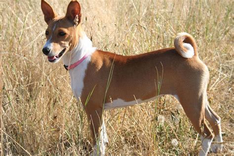 Basenji Puppies for Sale from Reputable Dog Breeders