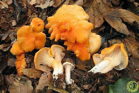 Cantharellus friesii - Alchetron, The Free Social Encyclopedia