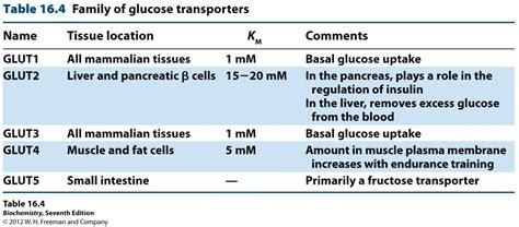 Glucose Transporters B Cell, Pancreas, Insulin, Liver, Nutrition