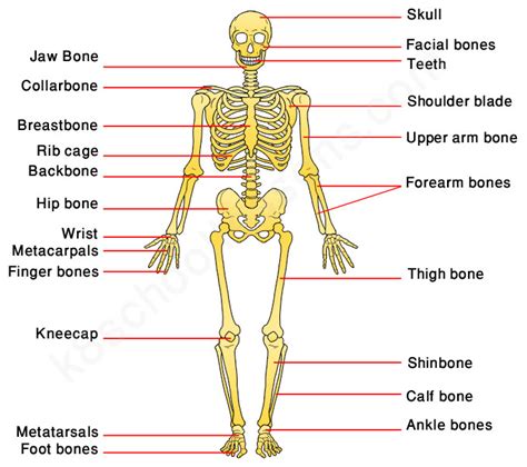 Human Skeleton for Kids | Skeletal System | Human Body Facts