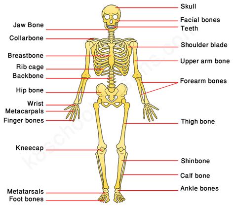 Human Skeleton for Kids | Skeletal System | Human Body Facts