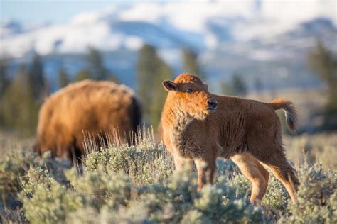 Bison Calf Euthanized After ‘Intentionally Disturbed’ by Man in Yellowstone