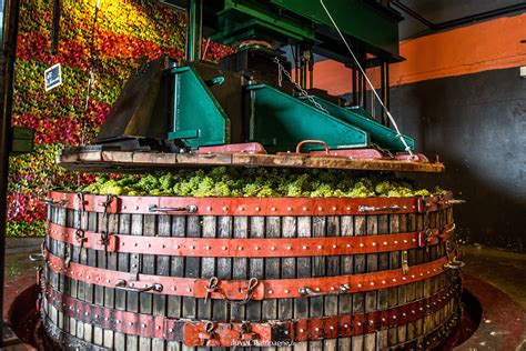 Pressoir traditionnel - Raisins - vendange - Septembre - Chardonnay - Press - Grapes - Harvest ...