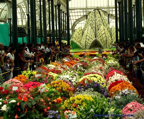 My Thoughts.. My Views....: Flower show @ Lal Bagh Garden