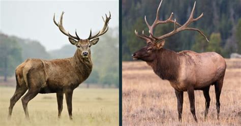 About Deer of the World | A Deer Website (the leading authority on deer)