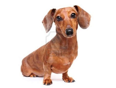 Cute Dogs: Dachshund dog