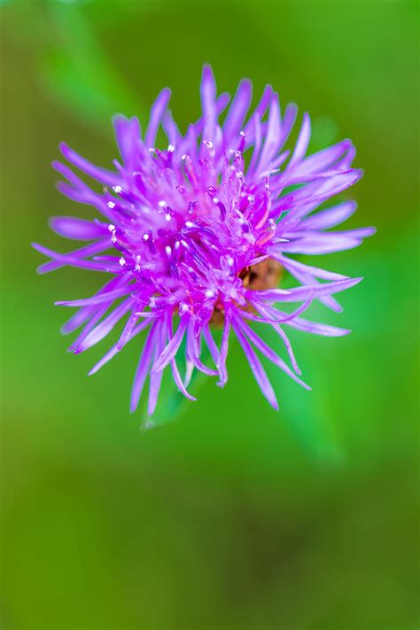 Thistle Flower Free Stock Photo - Public Domain Pictures