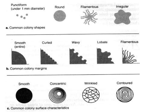 Bacterial Colony Morphology and Identification of Bacteria - Page 2