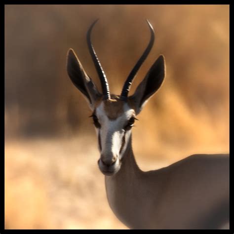 Springbuck | Best viewed on black ! For more of my Namibian … | Flickr