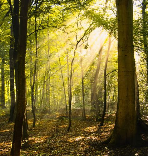 Sunlit forest, photo by Nils Steiner | MATTHEW'S ISLAND