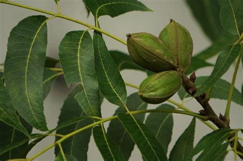 Pecan Tree Leaf Facts - Garden.eco