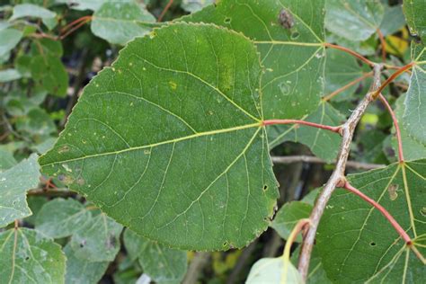 Trembling Aspen leaf - Ontario Native Plant Nursery | Container Grown | (705)466-6290