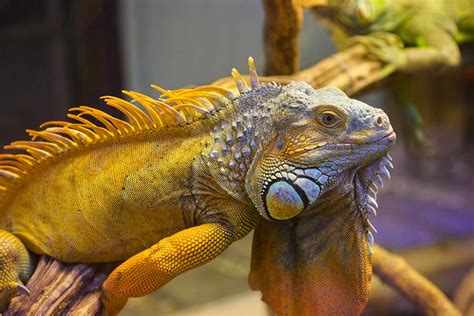 Iguana Care Guide for Novice and Experienced Keepers