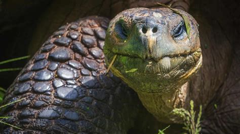 Unique Galapagos Islands Animals in Photos | The Planet D