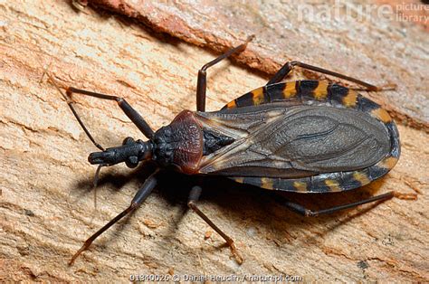 Nature Picture Library Vinchuca (Triatoma infestans) adult. The bug is a blood feeder, and ...