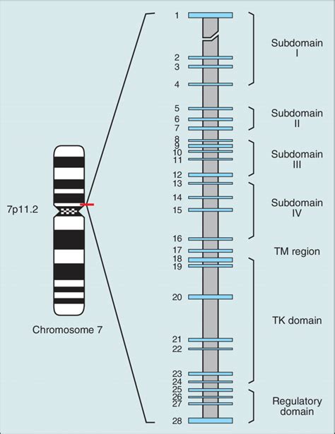 -Chromosomal location of the EGFR gene, its exon structure, and EGFR... | Download Scientific ...